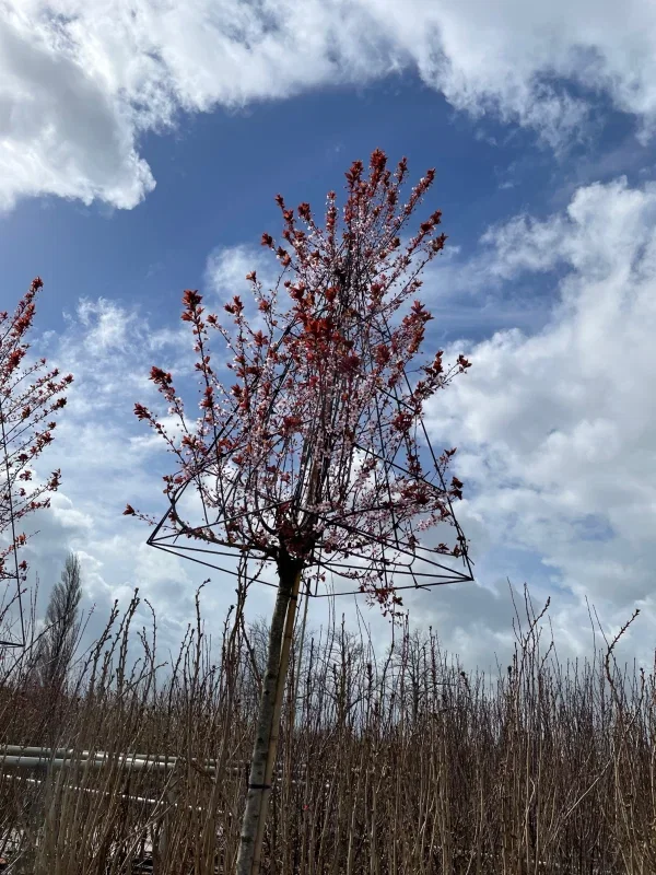 Prunus Cerasifera Nigra Pyramide (Sierpruim)