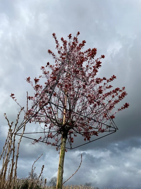 Prunus Cerasifera Nigra Pyramide (Sierpruim)