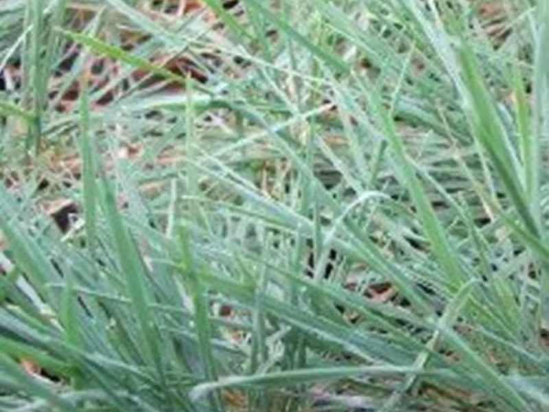 Sesleria Glauca (Blauwgras)