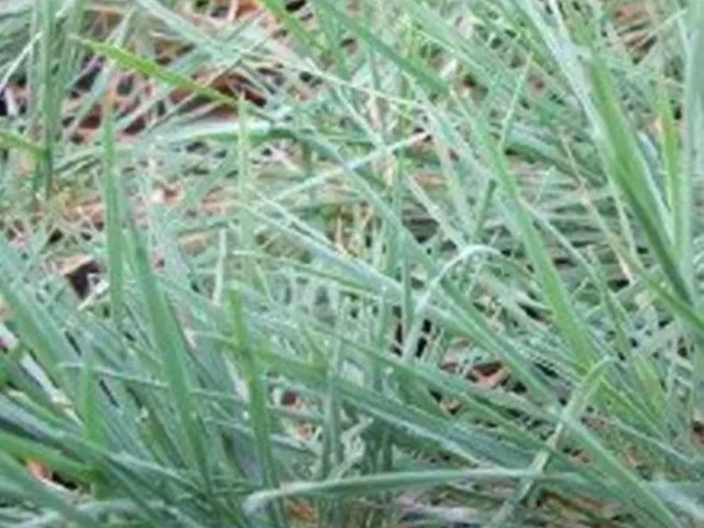 Sesleria Glauca (Blauwgras)
