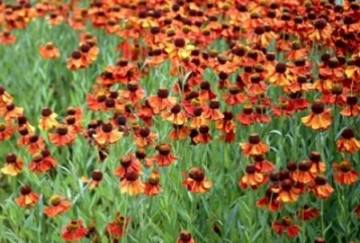 Helenium 'Moerheim Beauty' (Zonnekruid)