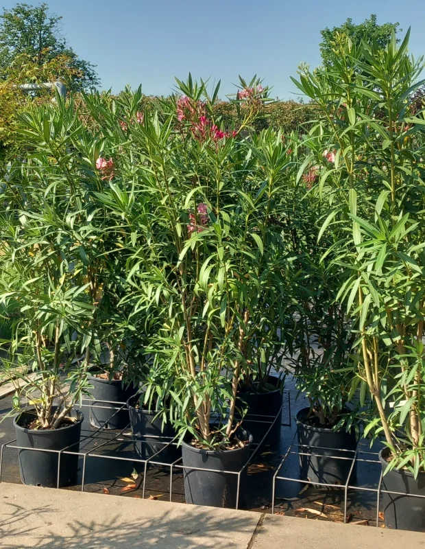 Oleander (Nerium Oleander)-1