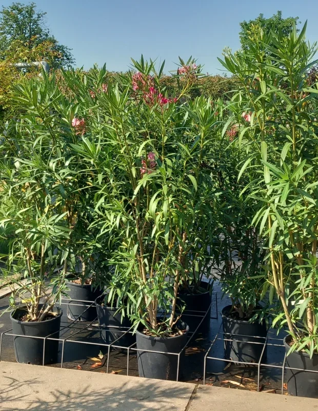 Oleander (Nerium Oleander)