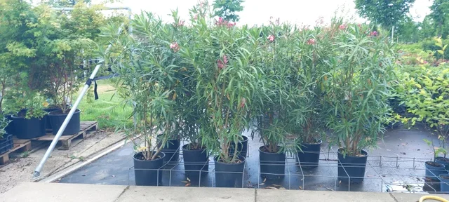 Oleander (Nerium Oleander)
