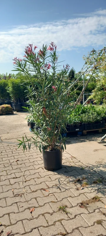 Oleander (Nerium Oleander)-3