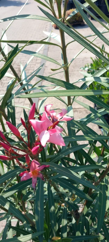 Oleander (Nerium Oleander)-4