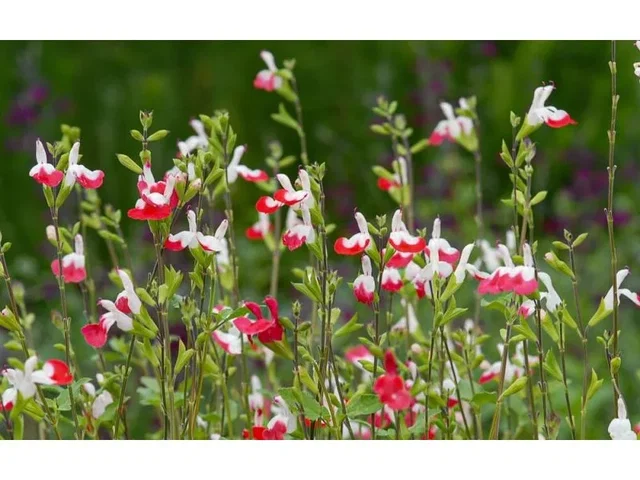 Salvia microphylla 'Hot Lips'