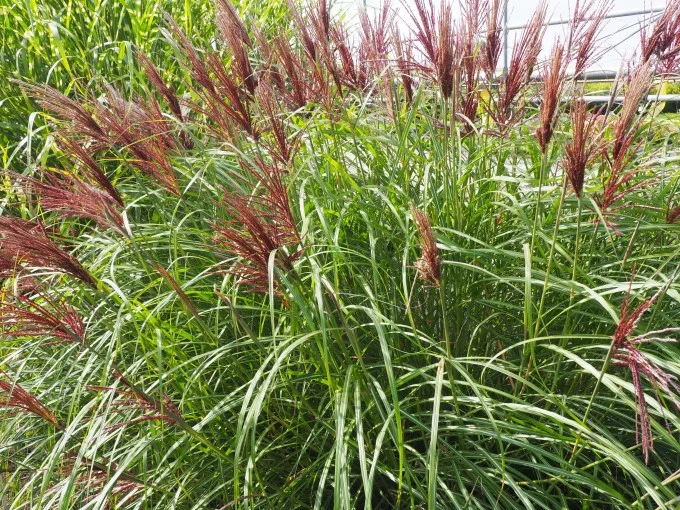 Miscanthus sinensis 'Red Chief'-1