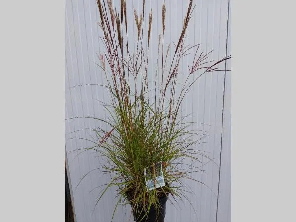 Miscanthus sinensis 'Red Chief'-2