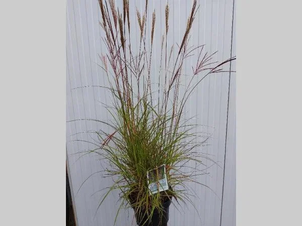 Miscanthus sinensis 'Red Chief'