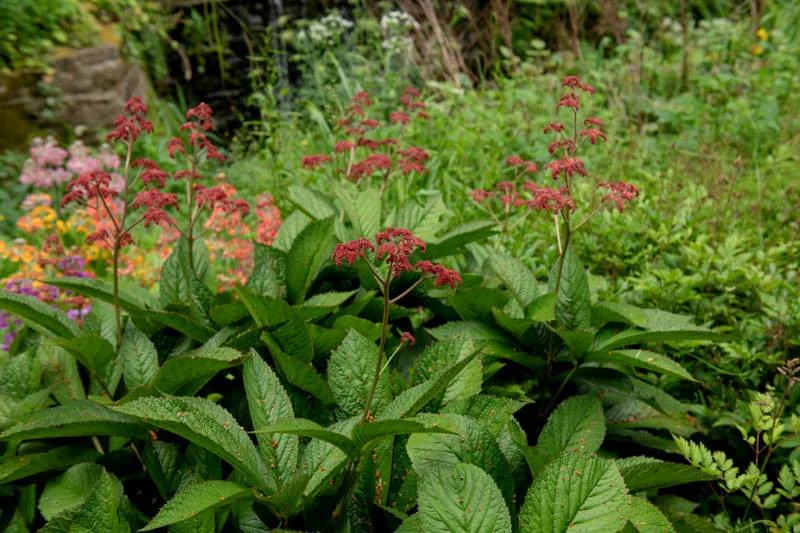Rodgersia pinnata