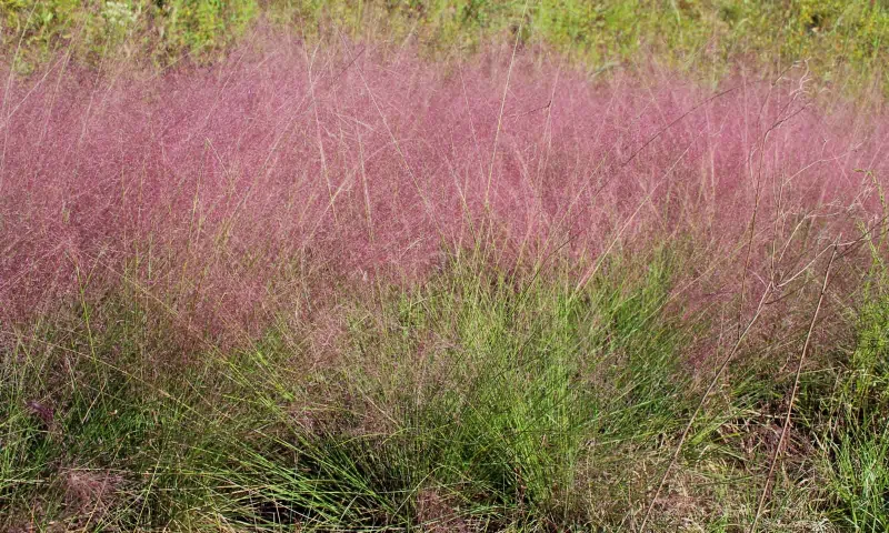 Muhlenbergia capillaris