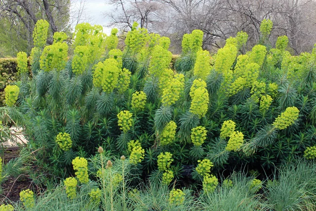 Euphorbia characias subsp. wulfenii