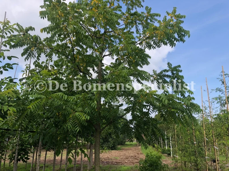 Juglans Nigra (Zwarte Noot) GROTE BOOM-2