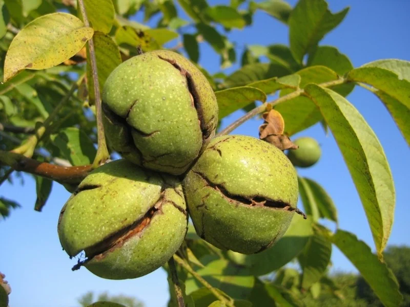 Juglans Regia (Walnoot / Okkernoot) GROTE BOOM-3