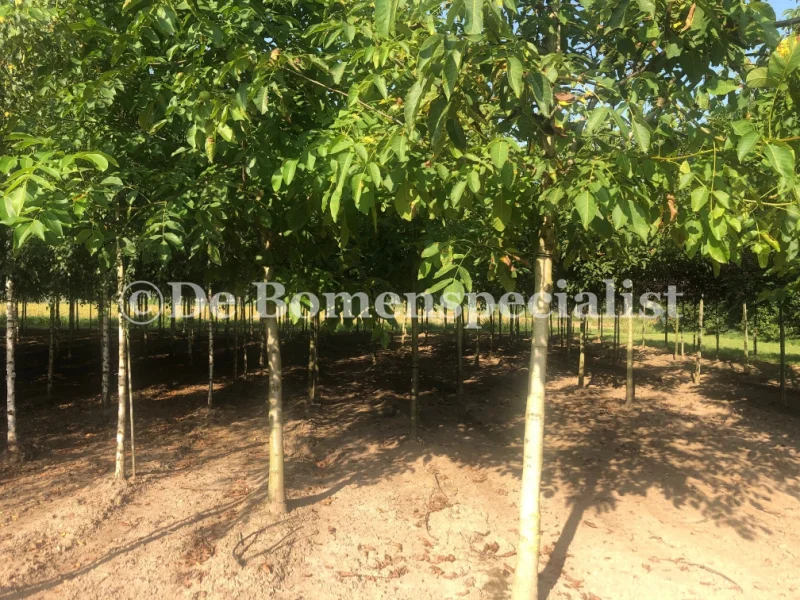 Juglans Broadview (Walnoot / Okkernoot) GROTE BOOM-2