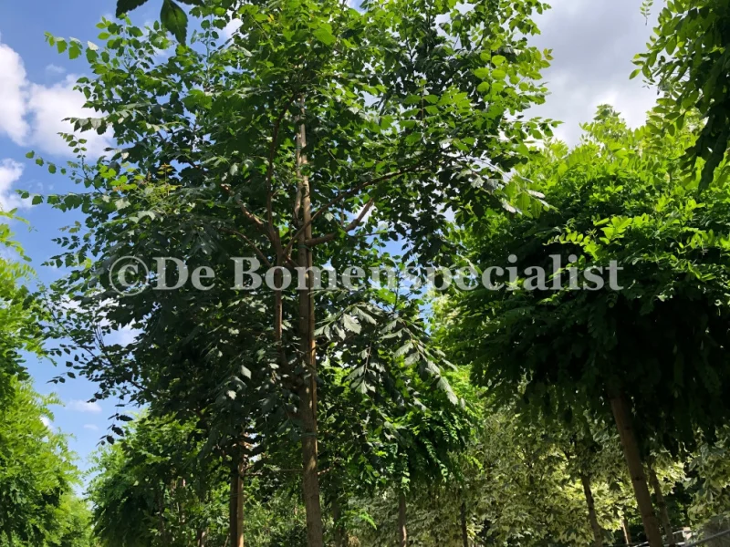Koelreuteria Paniculata (Blazenboom) GROTE BOOM-2