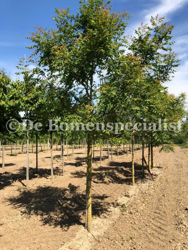 Koelreuteria Paniculata (Blazenboom) GROTE BOOM-3