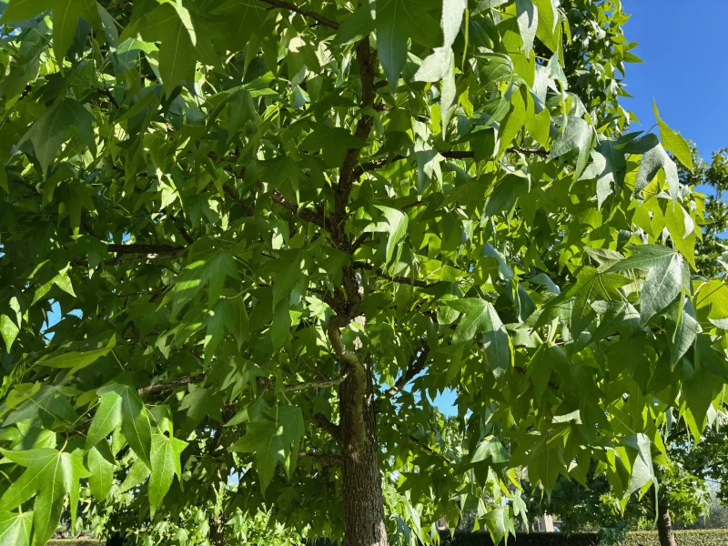 Liquidambar Styraciflua (Amberboom) GROTE BOOM-2