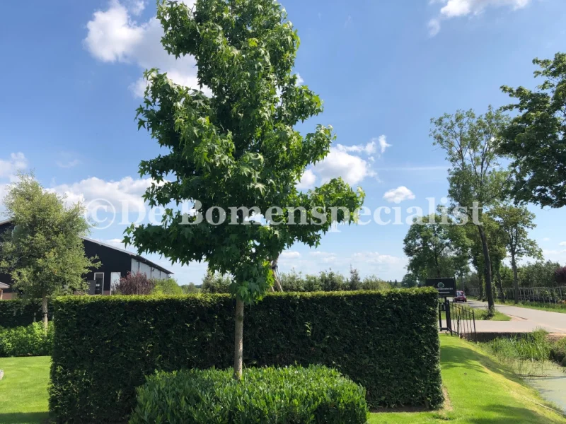 Liquidambar Styraciflua Worplesdon (Amberboom) GROTE BOOM-2
