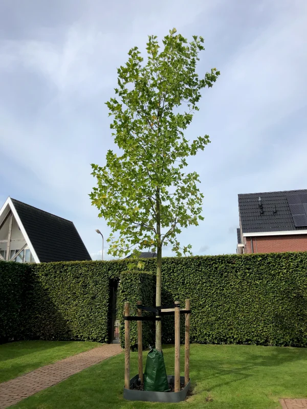 Liriodendron Tulipifera (Tulpenboom) GROTE BOOM-3