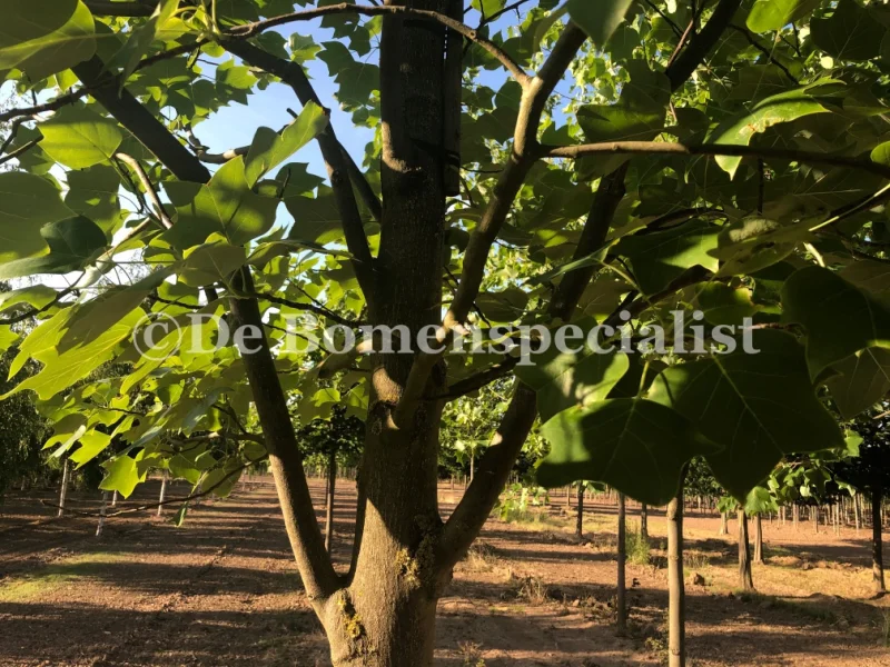 Liriodendron Tulipifera (Tulpenboom) GROTE BOOM-7