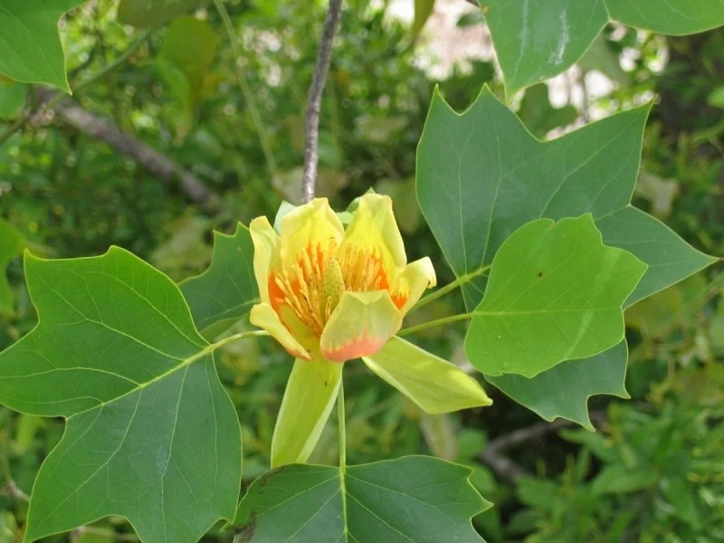 Liriodendron Tulipifera (Tulpenboom) GROTE BOOM-8