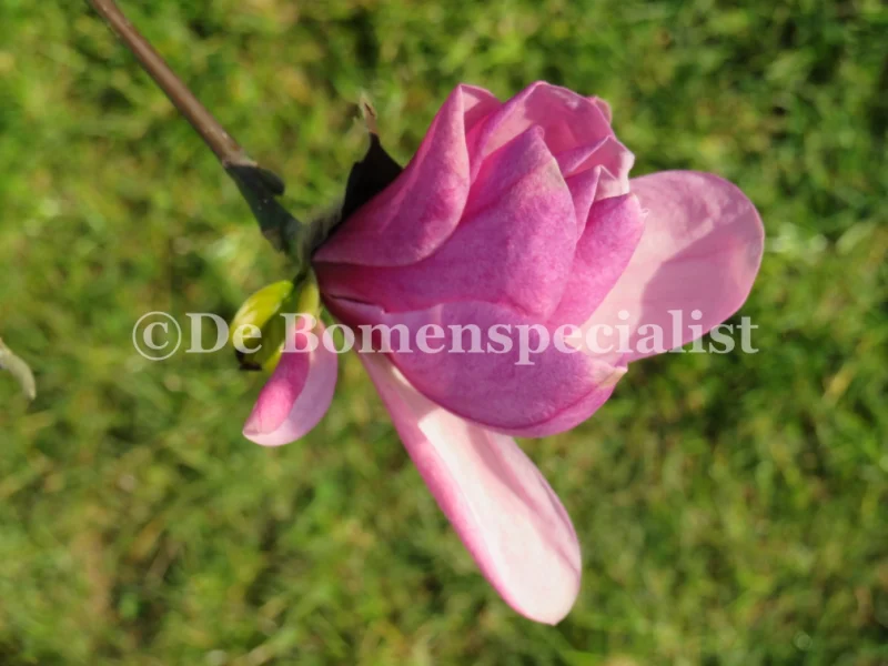 Magnolia Galaxy (Beverboom / Tulpenboom) GROTE BOOM-2