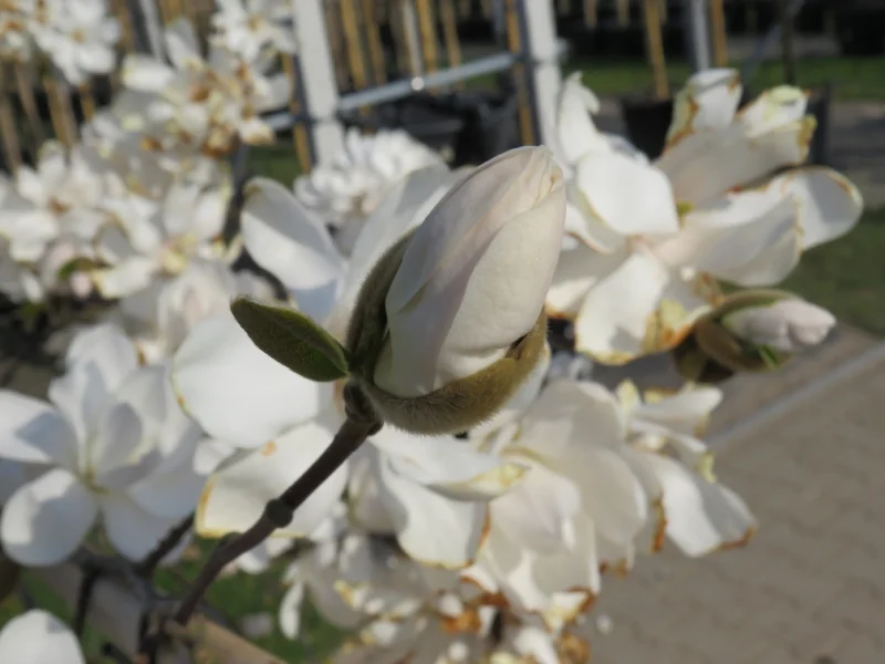 Magnolia Kobus (Beverboom / Tulpenboom) GROTE BOOM-3