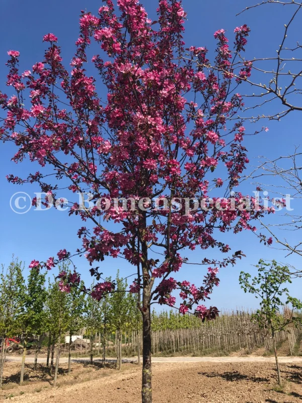 Malus Mokum (Sierappel) GROTE BOOM-2
