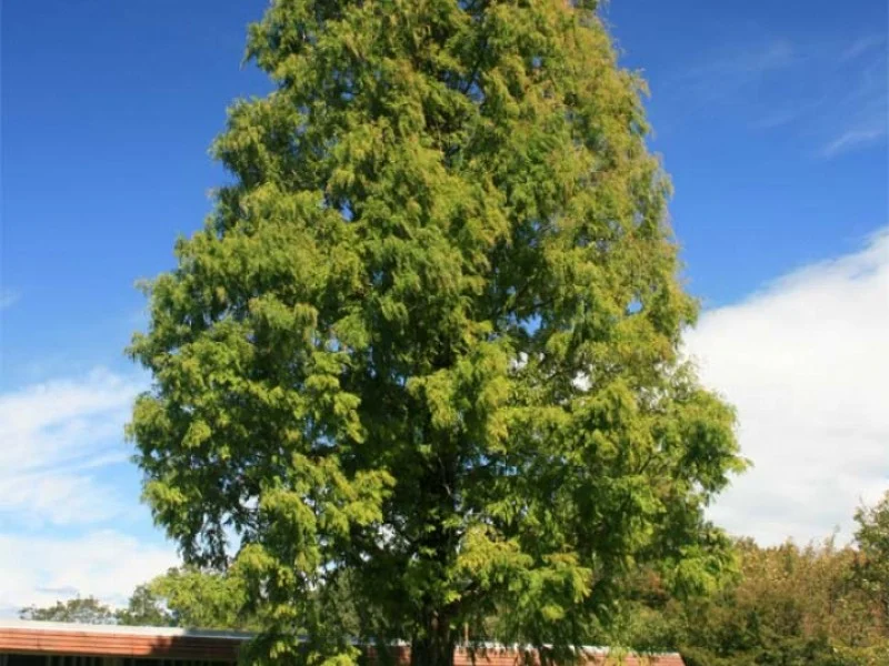 Metasequoia Glyptostroboides (Watercipres) GROTE BOOM-2