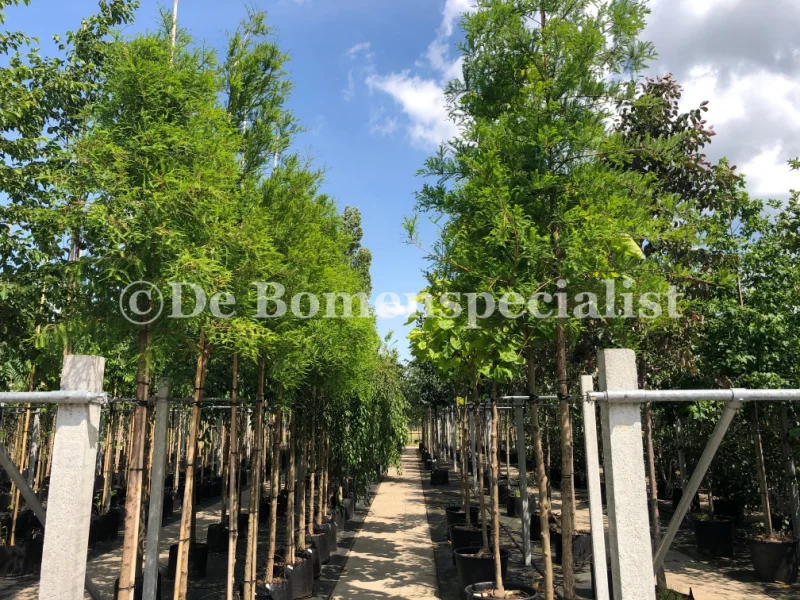 Metasequoia Glyptostroboides (Watercipres) GROTE BOOM-3