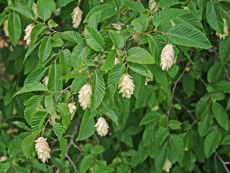 Ostrya Carpinifolia (Europese Hopbeuk) GROTE BOOM-3