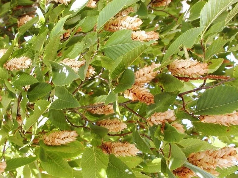 Ostrya Carpinifolia (Europese Hopbeuk) GROTE BOOM-4