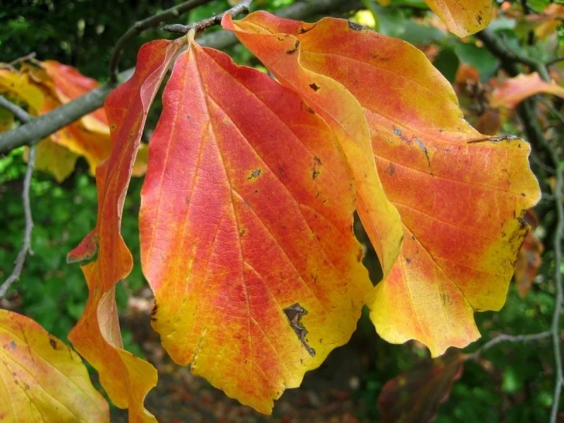 Parrotia Persica (Perzisch IJzerhout) GROTE BOOM-2