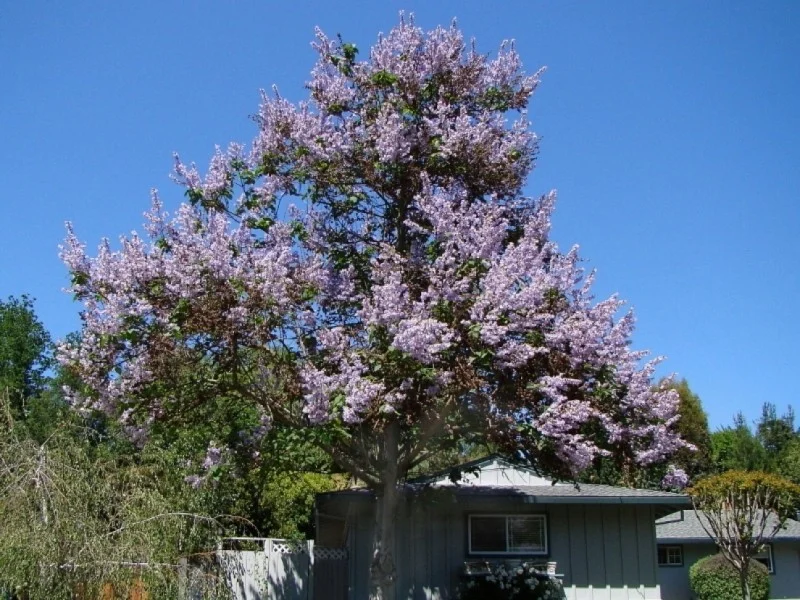 Paulownia Tomentosa (Anna Paulowna) GROTE BOOM-2