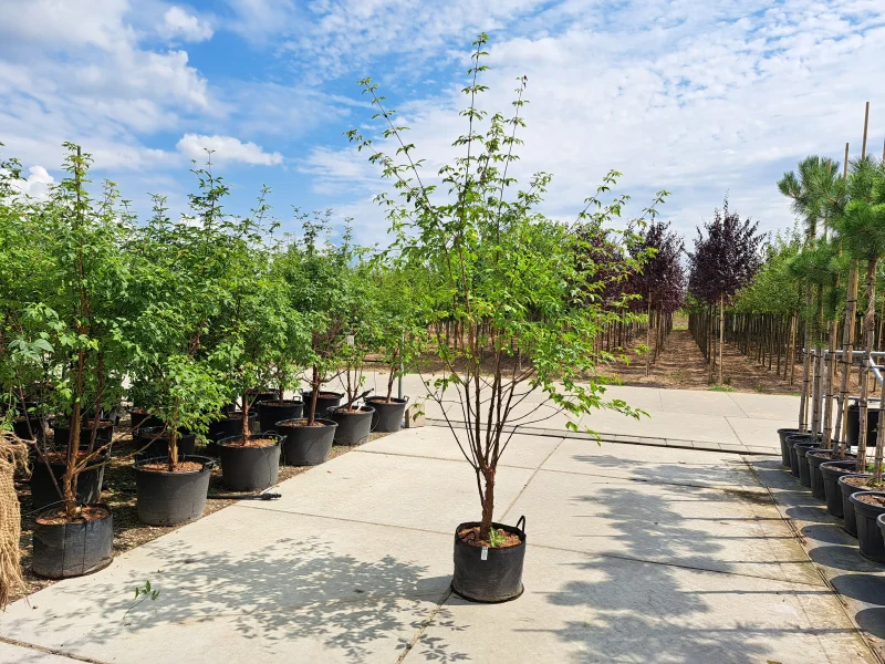 Acer Griseum Meerstammig (Papieresdoorn)-1