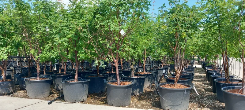 Acer Griseum Meerstammig (Papieresdoorn)