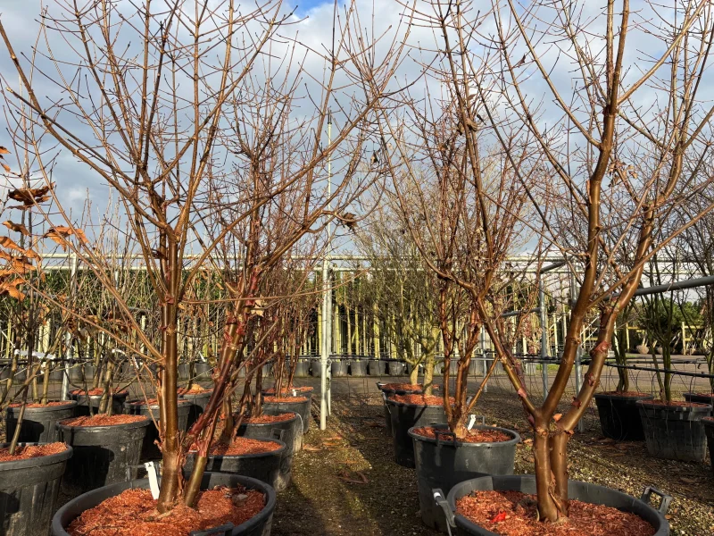 Acer Griseum Meerstammig (Papieresdoorn)-3