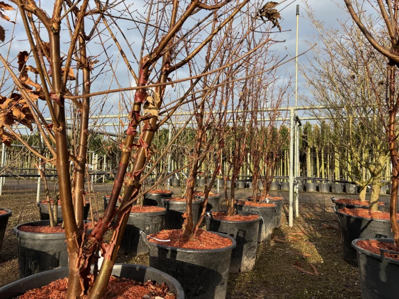 Acer Griseum Meerstammig (Papieresdoorn)-4