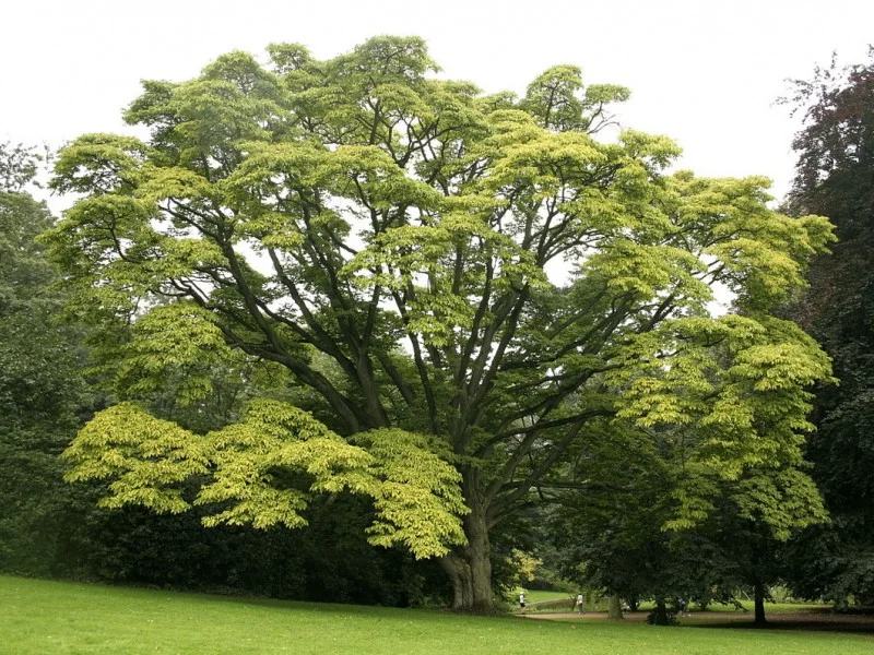 Phellodendron Amurense (Kurkboom) GROTE BOOM-2
