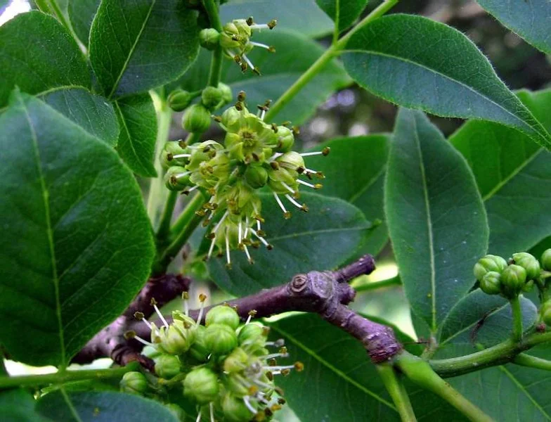 Phellodendron Amurense (Kurkboom) GROTE BOOM-3
