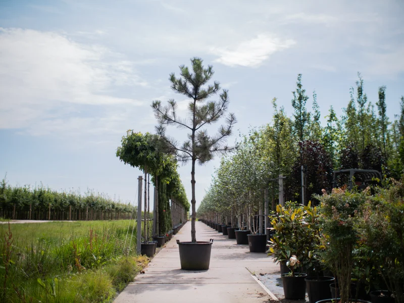 Pinus Nigra (Oostenrijkse Den) GROTE BOOM-2