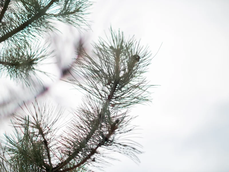 Pinus Nigra (Oostenrijkse Den) GROTE BOOM-4