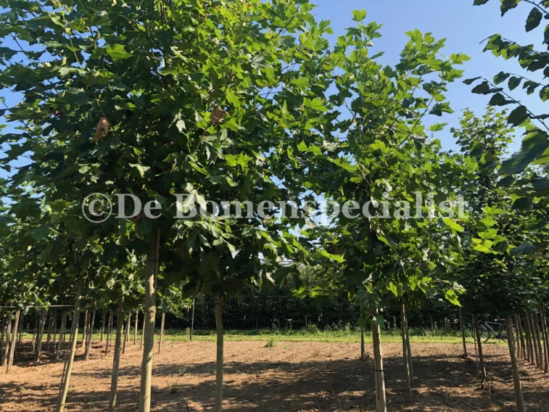 Platanus Hispanica (Plataan) GROTE BOOM-4