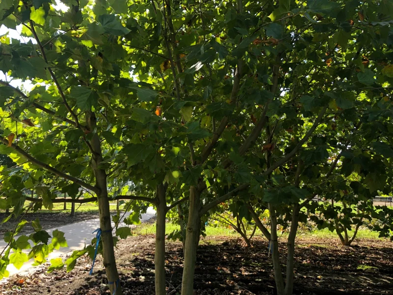 Platanus Hispanica Meerstammig (Plataan) GROTE BOOM-3