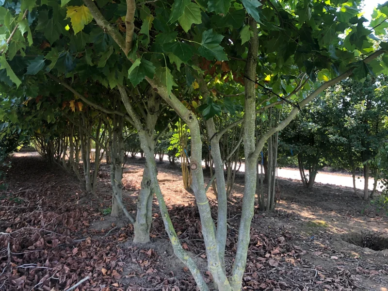 Platanus Hispanica Meerstammig (Plataan) GROTE BOOM-4