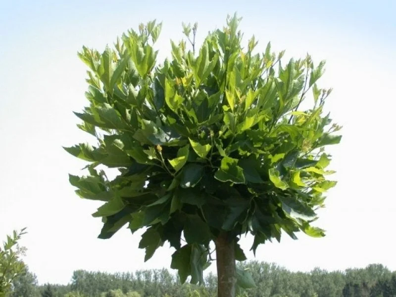 Platanus Hispanica Alphens Globe (Bolplataan) GROTE BOOM