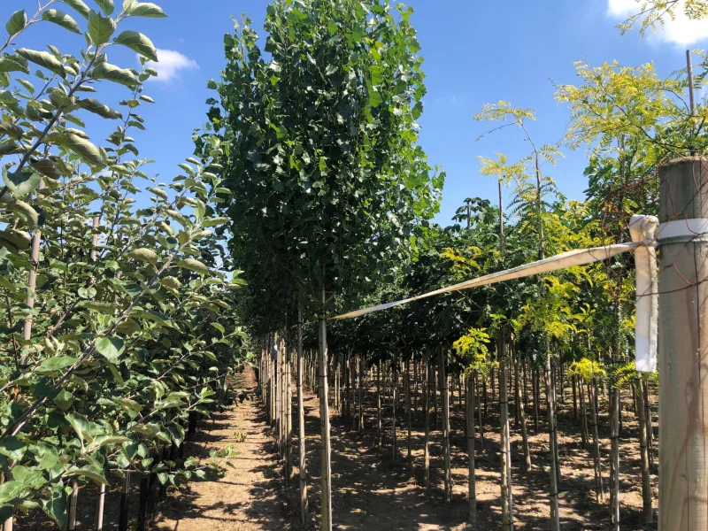 Populus Nigra Italica (Italiaanse Populier) GROTE BOOM-2