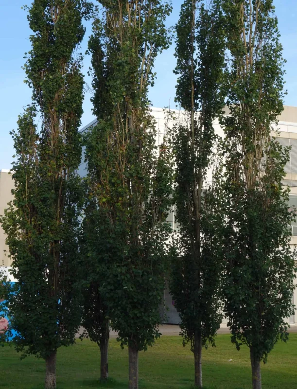 Populus tremula Erecta (Populier) GROTE BOOM-2